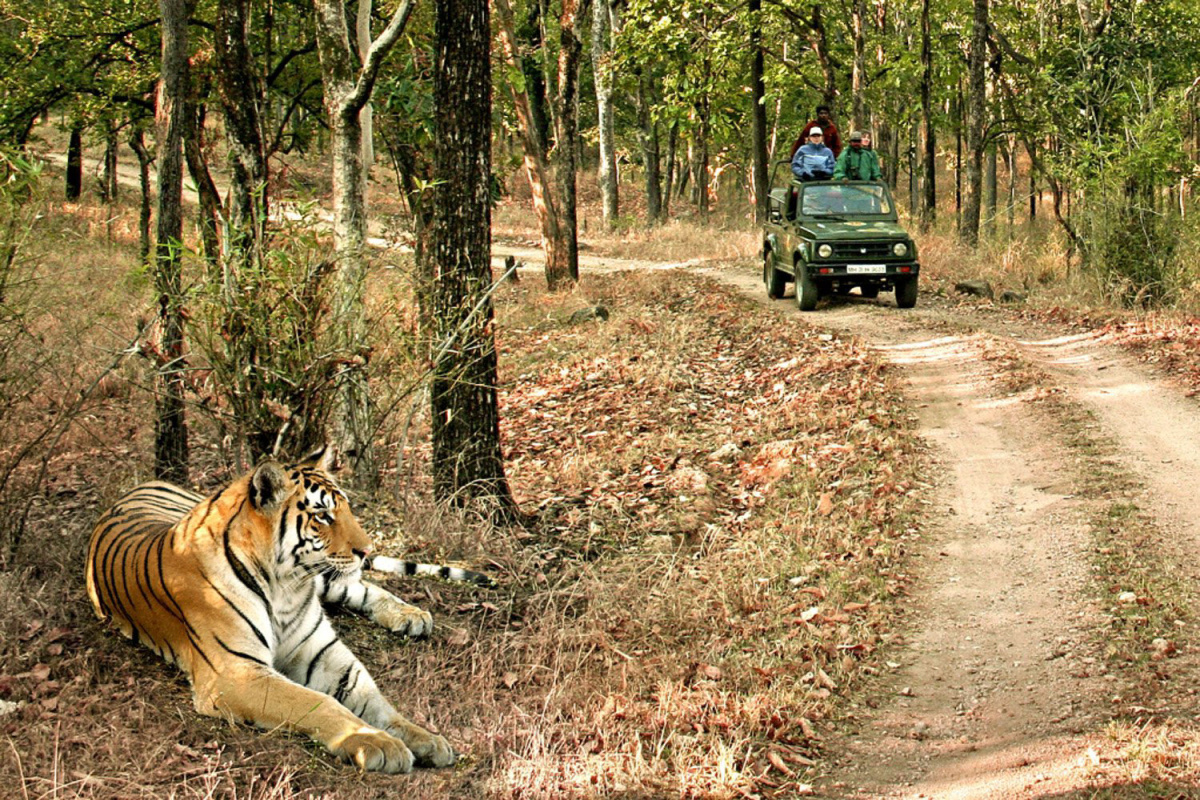 Bandhavgarh National Park, India